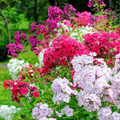 Phlox Tall Mix Seeds - 500 Seeds, Pink White Red, 18" Tall, Spring Blooms, Heirloom, Non-GMO