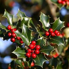 English Holly Seeds (Ilex aquifolium) – 10 Seeds for Planting