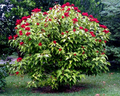 Annatto Dye Plant Seeds (Bixa orellana) - Lipstick Tree, Pink Flowers, Zones 10-12