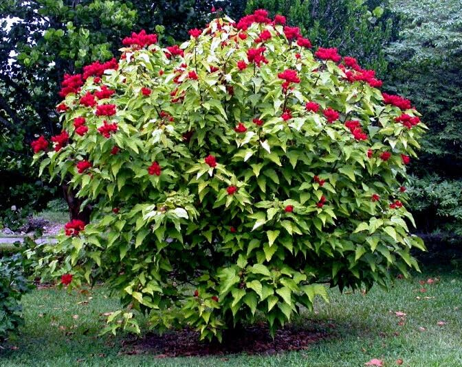 Annatto Dye Plant Seeds (Bixa orellana) - Lipstick Tree, Pink Flowers, Zones 10-12