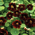 Black Velvet Nasturtium Seeds - Tropaeolum minus, Edible Flowers, Heirloom, 10-100 Seeds