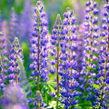 Gulf Coast Lupine Seeds (Lupinus westianus) – 15 Seeds, Perennial Wildflower for Pollinators