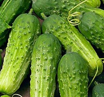 Boston Pickling Cucumber Seeds - 50 Heirloom Cucumis sativus for Crisp Pickles