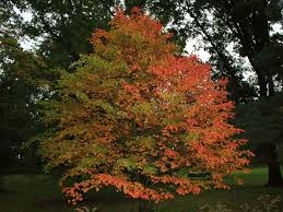 Acer grosseri var. Hersii Hers’s Snakebark Maple Seeds - 10 Seeds