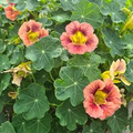 Nasturtium Purple Emperor Seeds - 15 High-Quality Tropaeolum majus Edible Flowers, Heirloom, Non-GMO
