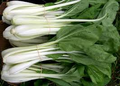 Pak Choi White Stem Seeds (Brassica rapa) - 400 Seeds for Fast-Growing, Cold-Hardy Asian Greens