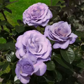 Blue Girl Rose Bush Cuttings (6” Unrooted) - Lavender-Blue Blooms, Fragrant, Rome Gold Medal, Zones 5-9
