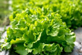 Black Seeded Simpson Leaf Lettuce Seeds – 1g, Heirloom, Fast-Growing, Cold-Hardy