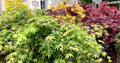 Acer Elegantulum (Dwarf Maple) Seeds – 10 High-Quality Seeds for Bonsai & Gardens