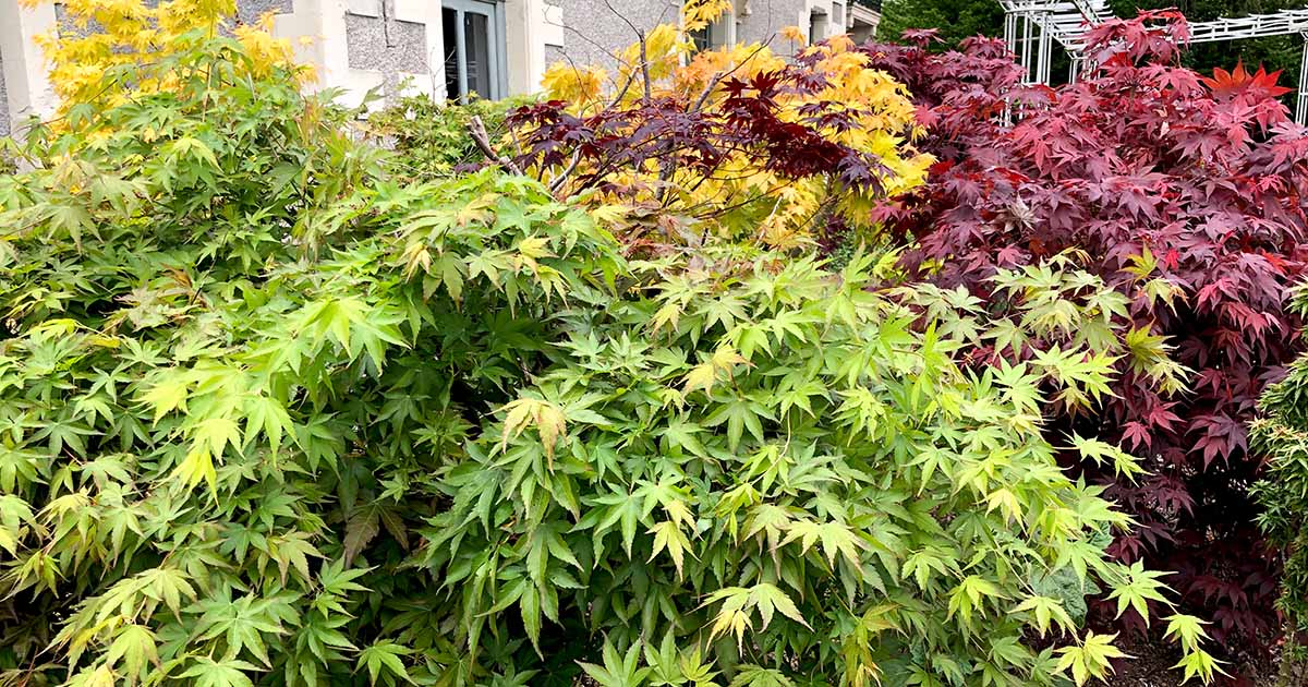 Acer Elegantulum (Dwarf Maple) Seeds – 10 High-Quality Seeds for Bonsai & Gardens