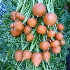 Parisian Carrot (Daucus carota) - 300 Seeds, Small Round Heirloom, Gourmet Flavor