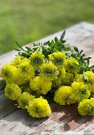 Nosento Limegreen Marigold Seeds (25+): Pale Green Double Blooms, Full Sun
