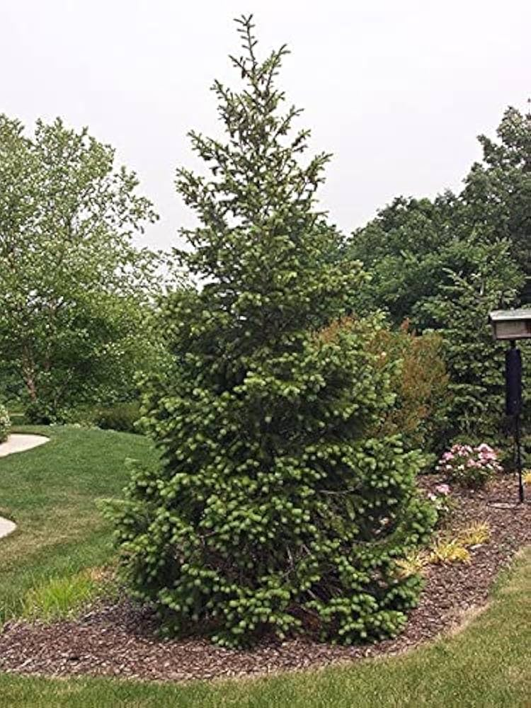 Norway Spruce Tree (Picea abies) - Bare Root, 12-18", Fast-Growing Evergreen for Privacy & Landscaping