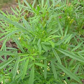 Black Mint Seeds (Tagetes minuta) Huacatay - 100mg Seed Pack, Annual Herb, Non-GMO