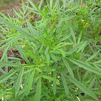 Black Mint Seeds (Tagetes minuta) Huacatay - 100mg Seed Pack, Annual Herb, Non-GMO