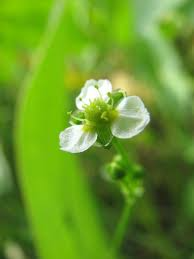 Alisma Subcordatum (Mud Plantain) Seeds — 500 Seeds for Ponds & Wetlands