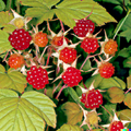 Thimbleberry Seeds (Rubus parviflorus) – 50 Seeds for Edible Berries, Hardy Native Bush