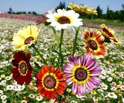 Painted Daisy Dunetti Mix Seeds (Chrysanthemum coccineum) - 100 Non-GMO Heirloom Perennial