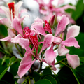 Pink Orchid Tree Seeds (Bauhinia monandra) - 20 Seeds, Zones 10-12, Butterfly Flower