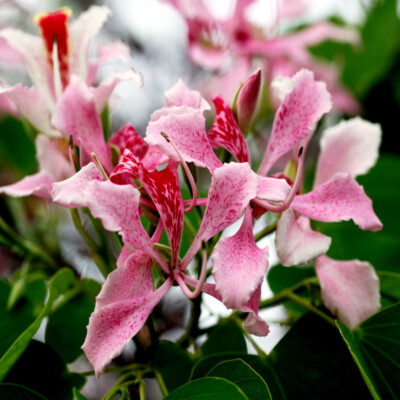 Pink Orchid Tree Seeds (Bauhinia monandra) - 20 Seeds, Zones 10-12, Butterfly Flower