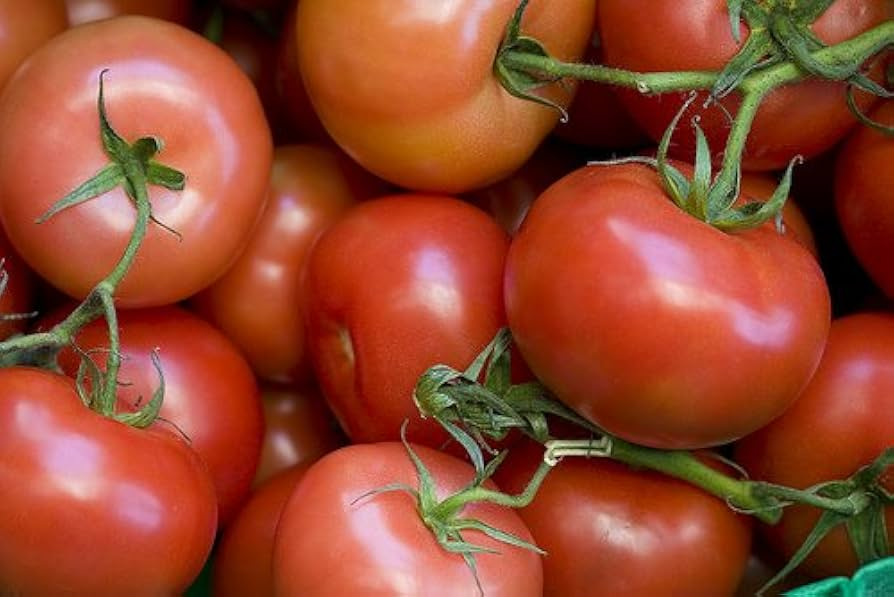 Rutgers Tomato Seeds - Heirloom Solanum lycopersicum, 100 mg