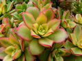 Aeonium haworthii 'Dream Color' Kiwi - 2 Bare Root 2" Live Succulent Plants
