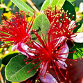 Pineapple Guava Seeds (Feijoa sellowiana) – 20 Seeds, Tropical Fruit & Edible Flowers, USDA Zones 8-11