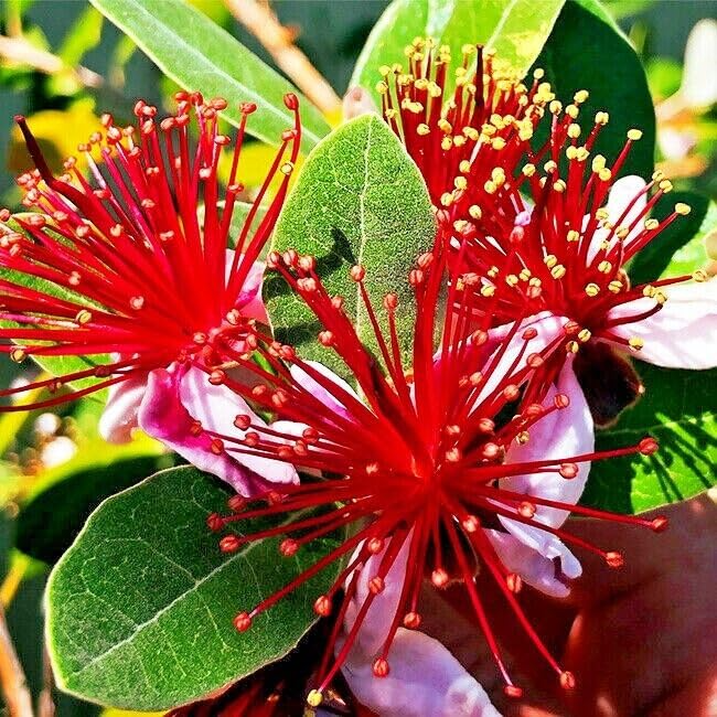 Pineapple Guava Seeds (Feijoa sellowiana) – 20 Seeds, Tropical Fruit & Edible Flowers, USDA Zones 8-11