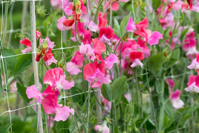 Duo Salmon Sweet Pea Seeds - 50+ Seeds, Fragrant Climbing Vine for Trellises