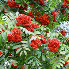 Sorbus aucuparia European Mountain Ash Tree - Bare Root, 2-3 ft