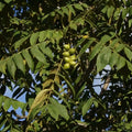 Japanese Heartnut Walnut Tree Seedling 12-18" | Juglans ailantifolia var. cordiformis Heart-Shaped Nuts Live Plant