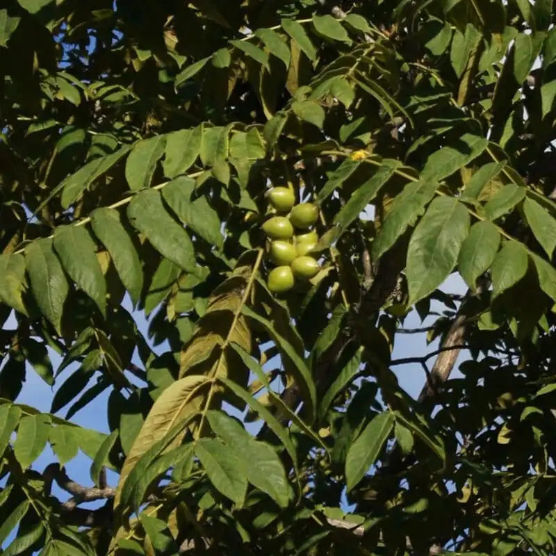 Japanese Heartnut Walnut Tree Seedling 12-18" | Juglans ailantifolia var. cordiformis Heart-Shaped Nuts Live Plant