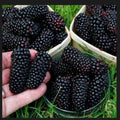 Big Daddy Thornless Blackberry Plants - 10 Pack - Edible Fruit - Rubus fruticosus - Outdoor Garden - Zones 5-9 - Bare Root