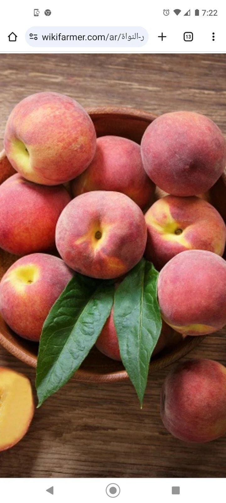 Dwarf Loring Peach Tree Seeds 6-Pack, Fast Growing, Cold Hardy, Prunus persica, Nemaguard Variety, Edible Fruit Plant