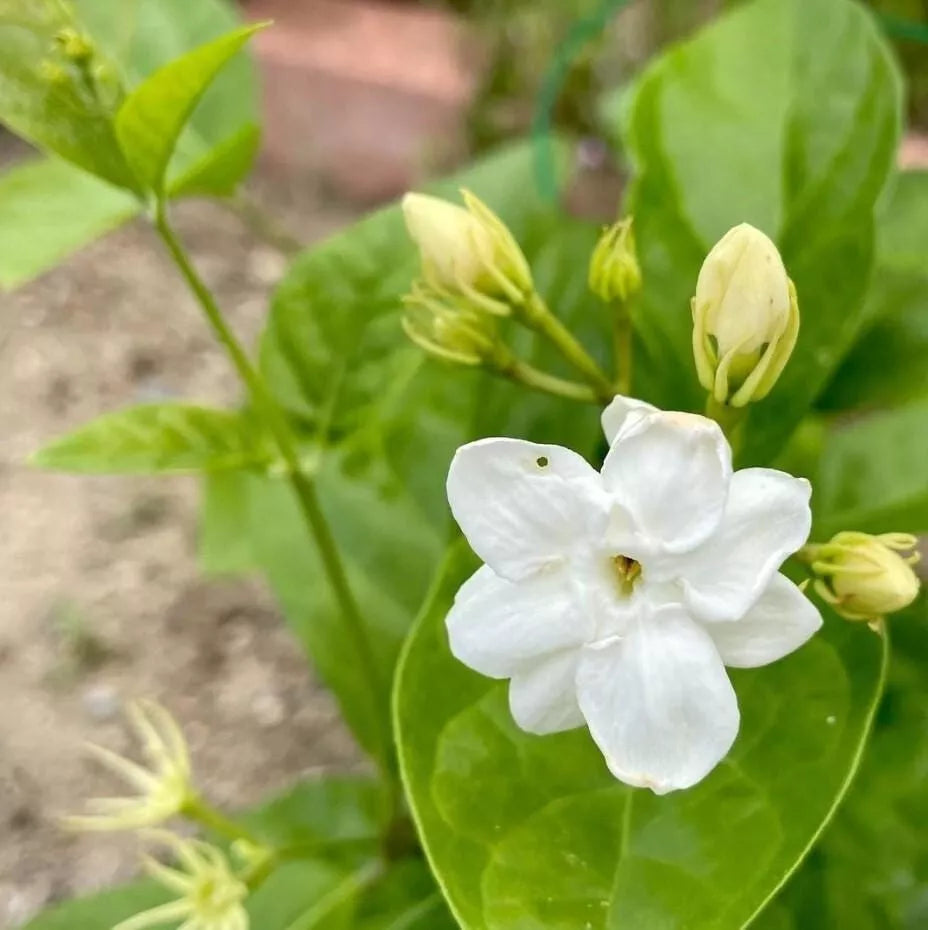 Orleans Sambac Jasmine Plant 4" - Maid of Orleans Live Jasminum sambac - Fragrant Evergreen Shrub, White Flowers, No Pot