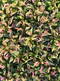 Alternanthera Ruby Slippers Rooted Plant 3" Pot