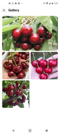 Black Cherry Seeds 10+2 Free | Sweet Edible Fruit | Prunus serotina | USA Native Tree | Zones 3-9