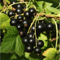 Ben Alder Black Currant Live Plant, Edible Shrub Starter, Zones 3-9, Self-Pollinating, 6-8 Feet Tall, Ribes nigrum