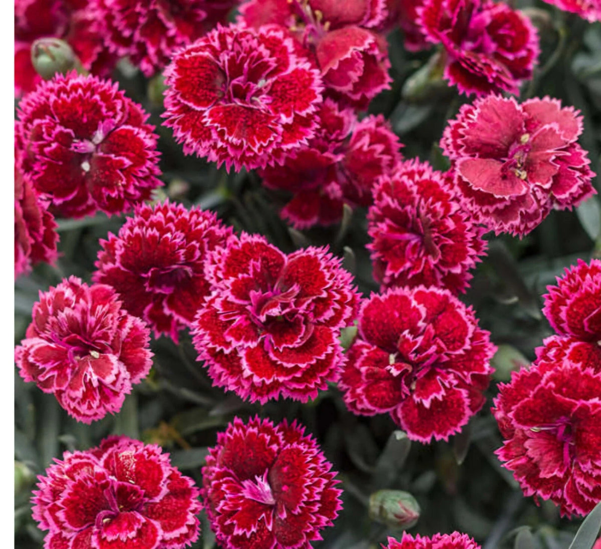Black Cherry Frost Dianthus Plant - Bare Root Perennial - Vibrant Red & Pink Blooms - Dianthus spp. - Garden Ready