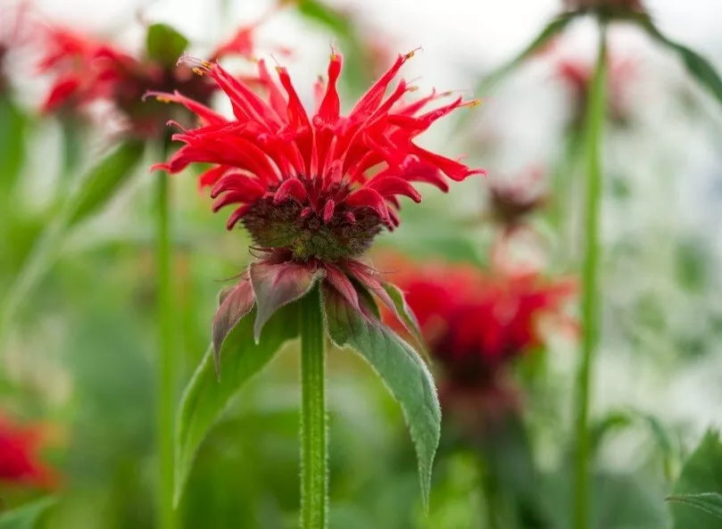 Bare Root Bee Balm Plants (1) - Fiery Red Shades, Monarda spp., Cold Resistant Perennial for Summer & Fall Blooms