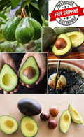 Hass Avocado Seeds 5-Pack Easy Grow Persea americana Rare Planting