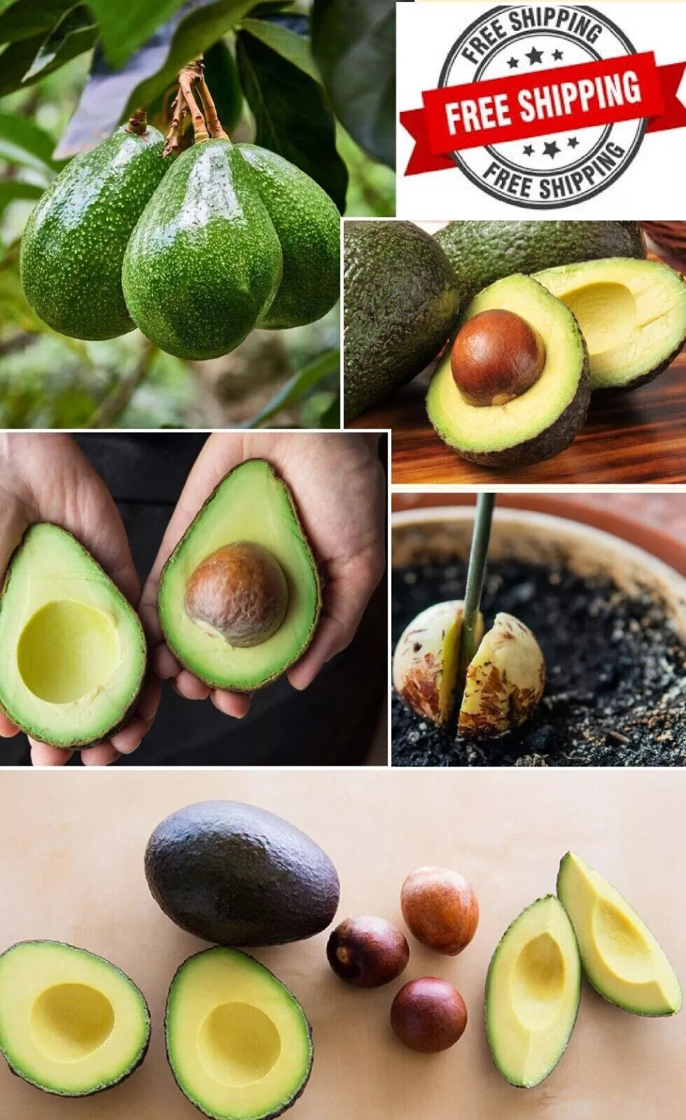 Hass Avocado Seeds 5-Pack Easy Grow Persea americana Rare Planting