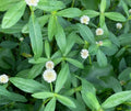 20 Live Alligator Pond Plants, Marginal Bog, Easy Grow, Small White Flowers, Alternanthera philoxeroides
