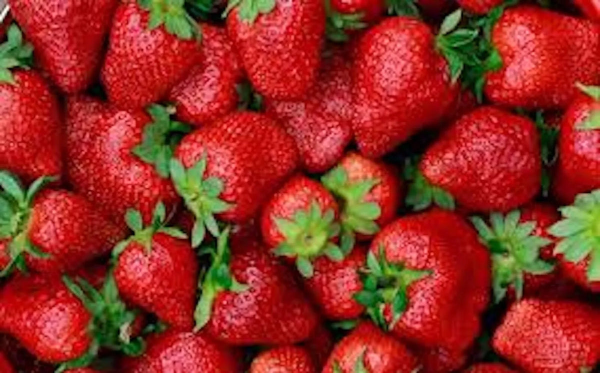 Junebearing Strawberry Plants - 3 Tennessee Beauty Perennial Fruit Plants - Fragaria × ananassa - Large, Sweet Berries