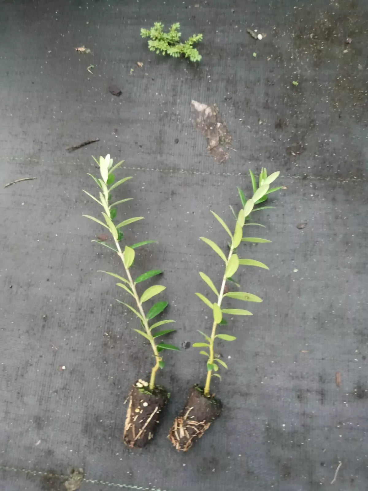 Arbequina Olive Tree Starter Plants - 2 Pack - Olea europaea - Rooted for Easy Growth