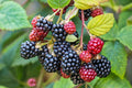 Southern Wild Blackberry Bush Live Starter Plant Bare Root Fruit Berries Rubus argutus