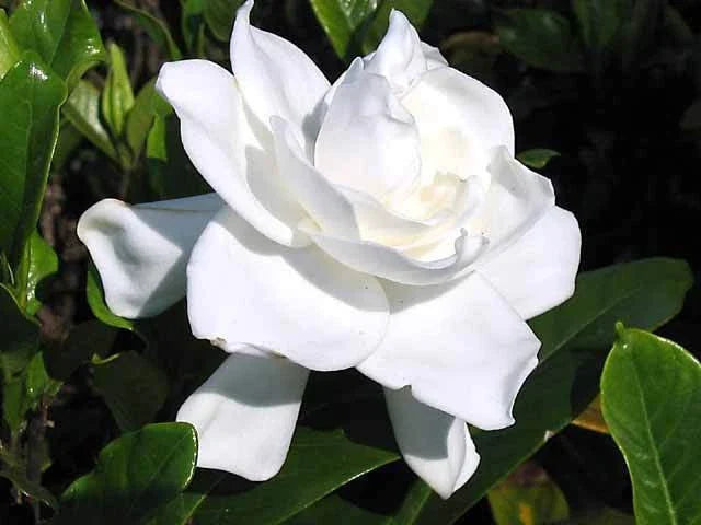 Heirloom Gardenia Bush 1.5-2ft White Cape Jasmine Live Plant Gardenia Jasminoides