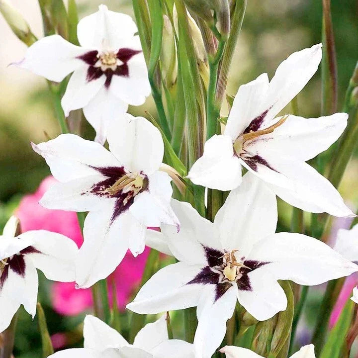 Gladiolus Acidanthera Murielae Bulbs 10-Pack Fragrant White Flowers Summer Blooming