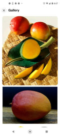 Kent Mango Seeds 3-Pack Fresh USA Mangifera indica