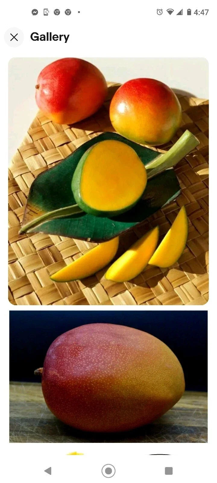 Kent Mango Seeds 3-Pack Fresh USA Mangifera indica
